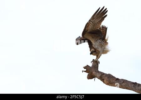 Fischadler fliegt von einem Pandanus-Baum in Australien. Stockfoto