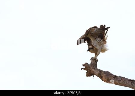 Fischadler fliegt von einem Pandanus-Baum in Australien. Stockfoto