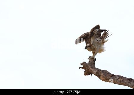 Fischadler fliegt von einem Pandanus-Baum in Australien. Stockfoto