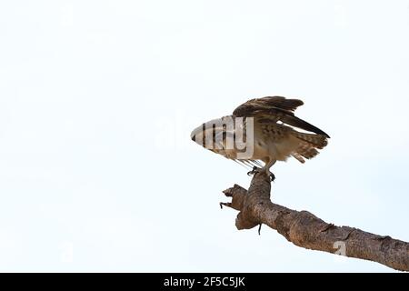 Fischadler fliegt von einem Pandanus-Baum in Australien. Stockfoto