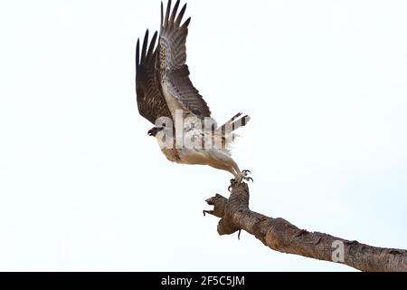 Fischadler fliegt von einem Pandanus-Baum in Australien. Stockfoto