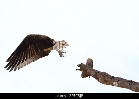 Fischadler fliegt von einem Pandanus-Baum in Australien. Stockfoto