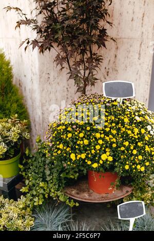 Verschiedene Blumen in einem Schaufenster mit leerem Preis tags Stockfoto