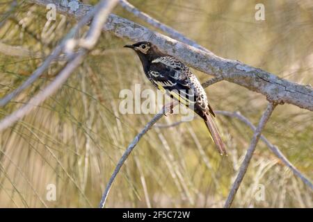 Eine vom Aussterben bedrohte Regent Honeyeater (Anthochaera phrygia) in NSW, Australien Stockfoto