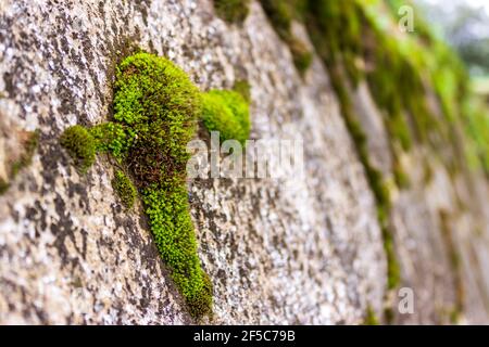 Moos wächst auf Steinen an der Stelle der Maya-Ruinen in Iximche in Guatemala. Stockfoto