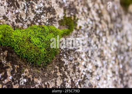 Moos wächst auf Steinen an der Stelle der Maya-Ruinen in Iximche in Guatemala. Stockfoto