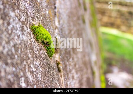 Moos wächst auf Steinen an der Stelle der Maya-Ruinen in Iximche in Guatemala. Stockfoto