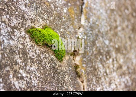 Moos wächst auf Steinen an der Stelle der Maya-Ruinen in Iximche in Guatemala. Stockfoto