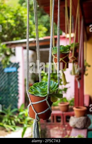 Sedum in orange Plastiktöpfe werden von Seilhängern von einer Veranda Decke aufgehängt. Stockfoto