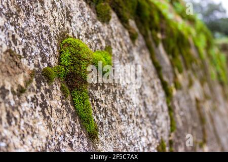 Moos wächst auf Steinen an der Stelle der Maya-Ruinen in Iximche in Guatemala. Stockfoto