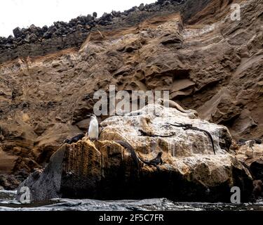 Galapagos Pinguin und Galapagos Marine Leguan auf Isabela Island Galapagos Archipel Stockfoto