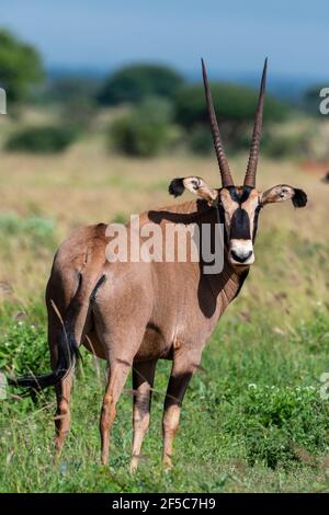 Beisa oryx (Oryx gazella beisa), Tsavo, Kenia. Stockfoto