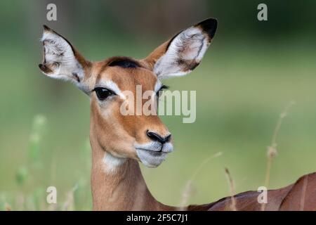 Impala (Aepyceros melampus), Tsavo, Kenia. Stockfoto