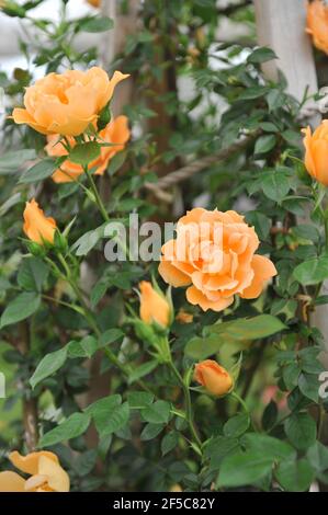 Orangefarbene großblütige Kletterrose (Rosa) die Seufzerbrücke blüht auf Eine Pergola im Garten im Mai Stockfoto