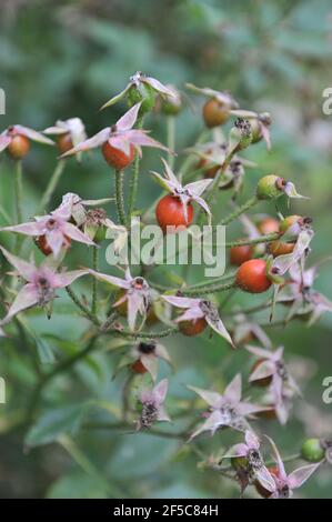 Rote Hüften eines Hybrid Moschus Rose (Rosa) Bukavu in Ein Garten im September Stockfoto