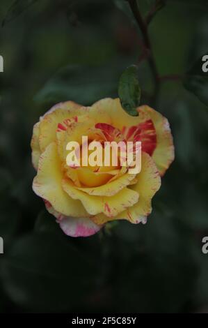 Gelb mit roten Streifen Floribunda Rose (Rosa) Camille Pissarro blüht In einem Garten im Juni Stockfoto