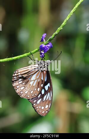 Schmetterling des blauen Tigers ruht auf einer violetten Blume mit geschlossenen Flügeln. Stockfoto