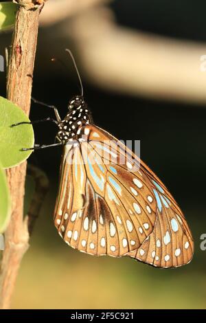 Schmetterling des blauen Tigers, der auf einem Ast mit geschlossenen Flügeln ruht. Stockfoto