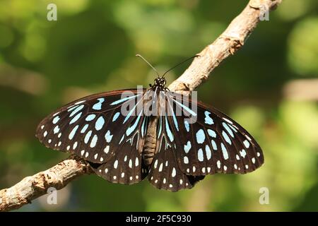 Schmetterling des blauen Tigers, der auf einem Zweig mit geöffneten Flügeln ruht. Stockfoto