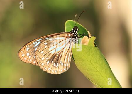 Schmetterling des blauen Tigers, der auf einem Blatt mit geschlossenen Flügeln ruht. Stockfoto