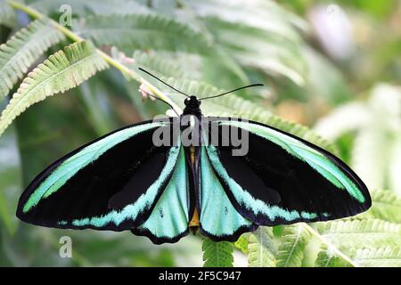 Ein schöner männlicher Cairns Vogelflügelschmetterling, der auf einem Blatt mit geöffneten Flügeln ruht. Stockfoto