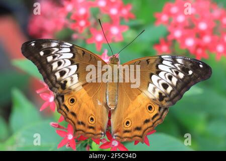 Weibliche Cruiser Schmetterling mit Flügeln auf einer roten Blume geöffnet. Stockfoto