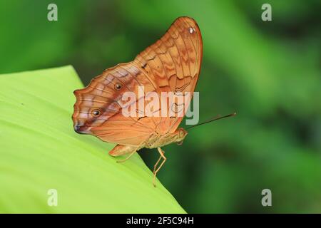 Männlicher Kreuzerschmetterling, der auf einem Blatt ruht Stockfoto