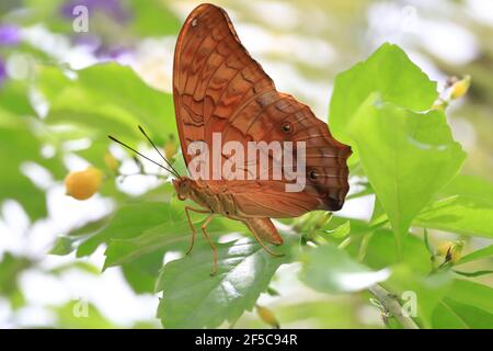 Männlicher Kreuzerschmetterling, der auf einem Blatt ruht Stockfoto