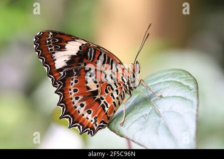 Orange Lacewing Schmetterling ruht auf einem Blatt mit geschlossenen Flügeln. Stockfoto