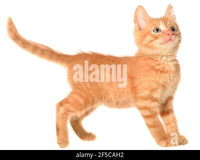 Orange Kätzchen geht auf einer Seitenansicht isoliert. Stockfoto