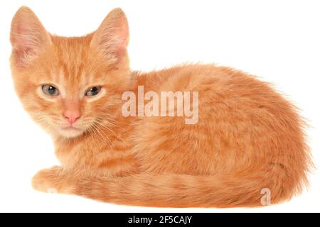 Orange Kätzchen liegt auf einer Seitenansicht isoliert. Stockfoto