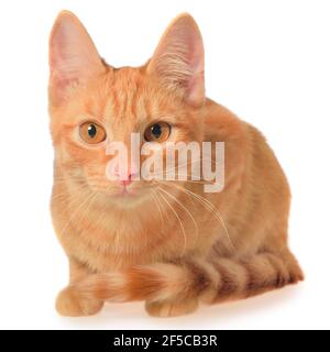 Orangefarbenes Kätzchen liegt isoliert auf weißem Hintergrund. Stockfoto