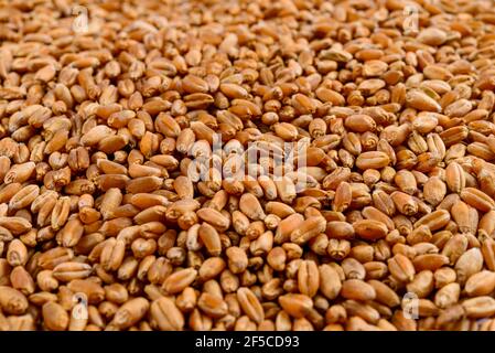 Rahmen voll von Weizen in Getreide. Selektiver Fokus. Stockfoto