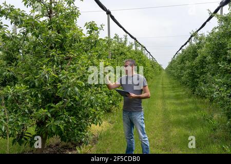 Mann mittleren Alters stehend in großen Obstgarten und Überprüfung Apfelbäume Gesundheit. Green Orchard geschützt mit Anti-Hail-Netzen im Frühling. Stockfoto