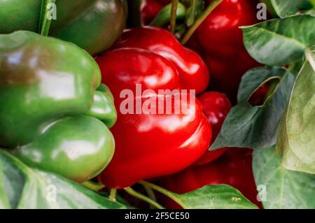 Schöne große wachsende süße Paprika in einer Nahaufnahme. Frische saftige rote Paprika umgeben von grünen Paprika, die nicht reif sind. Landwirtschaft - groß süß Stockfoto