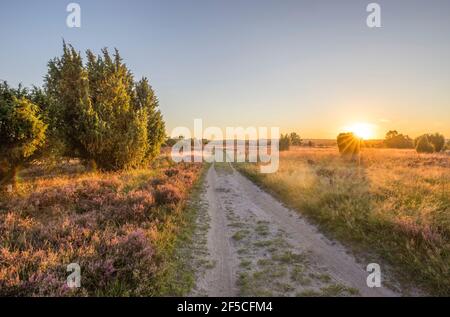 Geographie / Reisen, Deutschland, Niedersachsen, Heidekreis, Lüneburger Heide am Abend, Additional-Rights-Clearance-Info-not-available Stockfoto