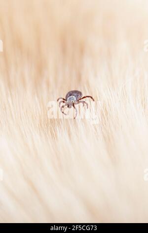 Infektiöse dermacentor Hund Zecken Arachnid Parasit auf verwischen Tierhintergrund. Selektiver Fokus Stockfoto