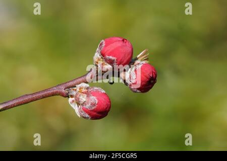 Nahaufnahme Rote Blütenknospen im peachtree, Prunus persica Melred. Verblasste Hintergrundfarbe. Holländischer Garten, Niederlande, Frühling, März Stockfoto