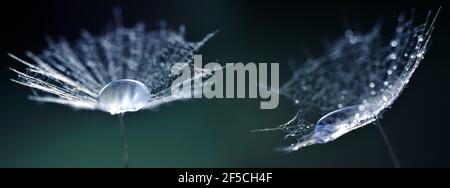 Schöne große Wassertropfen auf einem Löwenzahn Samen. Morgentau Nahaufnahme. Natur Hintergrund. Stockfoto