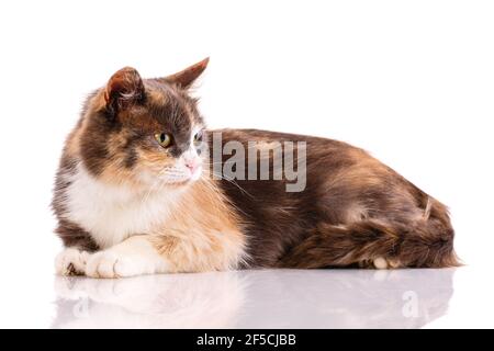 Dreifarbige Katze liegt und schaut auf weißem Hintergrund zur Seite. Seitenansicht. Stockfoto