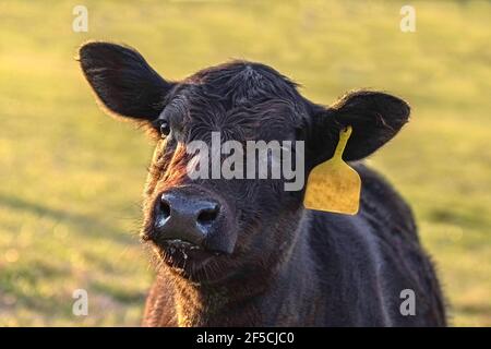 Liebenswert Angus Kalb Porträt mit ihrem Kopf zur Seite geneigt und Bokeh grünen Hintergrund. Stockfoto