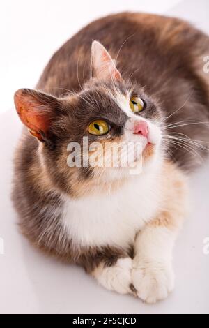 Erwachsene dreifarbige Katze mit gelben Augen liegt und schaut auf einen weißen Hintergrund. Nahaufnahme. Stockfoto