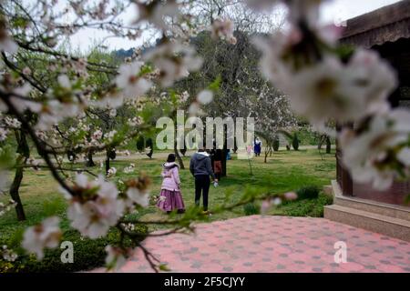 21. März 2021: Srinagar, Kaschmir. 21. März 2021. Einheimische und Besucher genießen die Landschaft und gesendet von der Badamwari Garten und seine blühenden Mandelbäume in Srinagar, in der indischen verwaltet Kaschmir. Der Garten, der für die Öffentlichkeit am 21. März geöffnet wurde, befindet sich in den Ausläufern des historischen Hari Parbat oder "Koh-e-Maran" Hügel mit der Durrani Festung, und es ist ein wichtiger Ort in Srinagar sowohl für Einheimische und Touristen Kredit: Muzamil Mattoo/IMAGESLIVE/ZUMA Wire/Alamy Live News Stockfoto