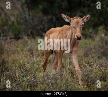 Rote Hartebeest (Alcelaphus buselaphus caama) oder (A. caama) Kalb Nahaufnahme in der Wildnis Schließen eines Auges, als ob zwinkert Stockfoto