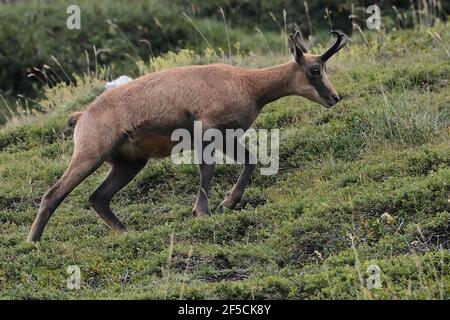 A Pyrenäen-Gämse - Rupicapra pyrenaica - Pyrénees, Frankreich Stockfoto