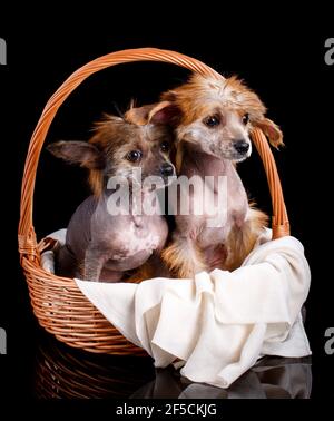 Portrait von zwei chinesischen Haubenhunden, die in einem Korbkorb auf schwarzem Hintergrund sitzen. Studioaufnahmen. Die Hunde schauen weg. Stockfoto