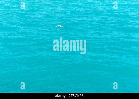 Meerwasser Textur Hintergrund mit einer kleinen Welle. Meeresoberfläche Luftaufnahme. Shining azur Wasser Welligkeit Hintergrund. Sommerkonzept. Hochwertige Fotos Stockfoto