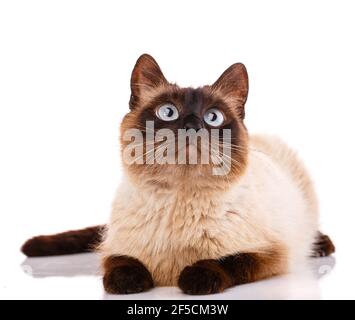 Katze mit blauen Augen liegt und schaut auf einen weißen Hintergrund. Stockfoto