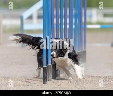 Nahaufnahme eines Border Collie Hundes beim Slalom Der Hund Agilität natürlich Stockfoto