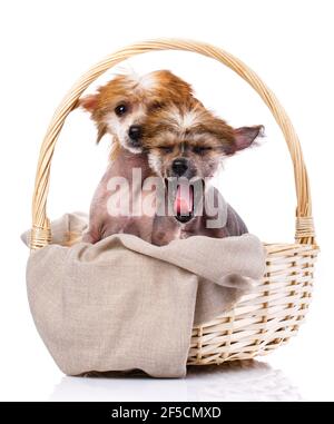 Zwei chinesische Crested Hunde sitzen im Korbkorb auf weißem Hintergrund im Studio. Einer der Hunde gähnt. Stockfoto